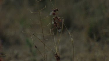 winged pogo ants on dry grass stalks