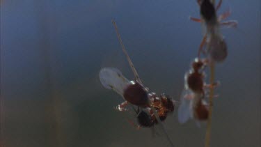 winged pogo ants on dry grass stalks