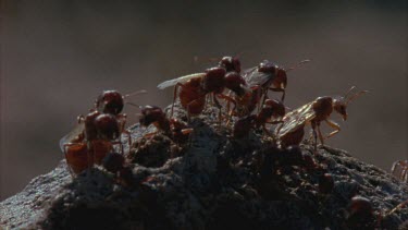 pogo ants on nest mound