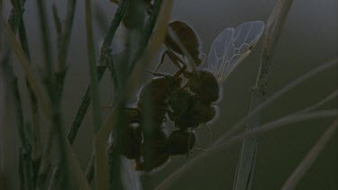 winged pogo ants mating on dry grass