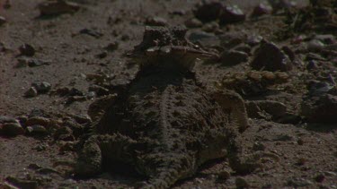 horned lizard on look out for ants, rear view