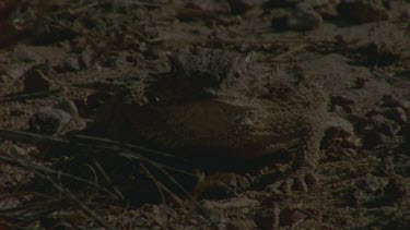horned lizard on look out for ants, front view