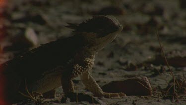 horned lizard poised to strike for ants