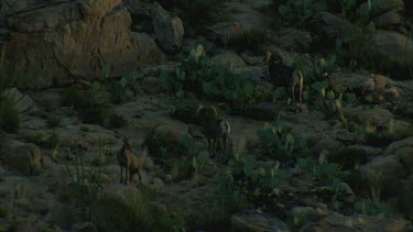 big horn sheep at dawn, standing