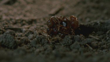 slave maker ant fights with Formica ant