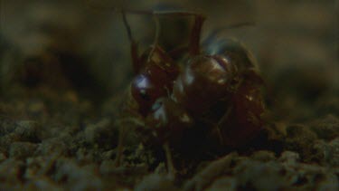 slave maker ant fights with Formica ant