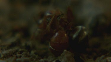 slave maker ant fights with Formica ant