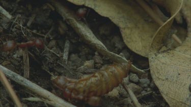 Formica ants carrying insect for slave makers
