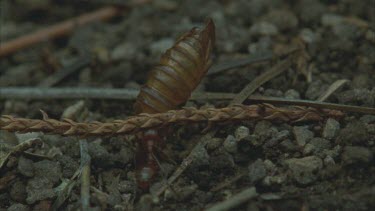 Formica ants carrying insect for slave makers