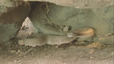 snake in cave like setting