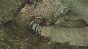 snake in defensive position rattling tail and tasting air