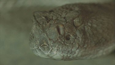 portrait of rattlesnake head