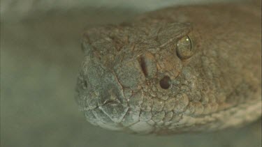 portrait of rattlesnake head, flicking tongue