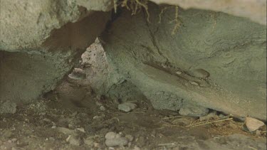 snake slithers into cave