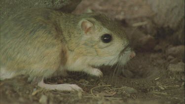 banner tail rat dashes away