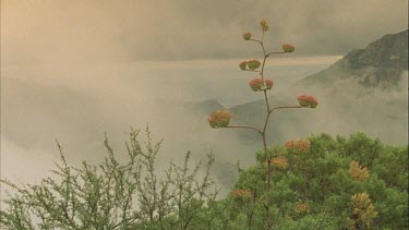 mist rising behind Mojave flower