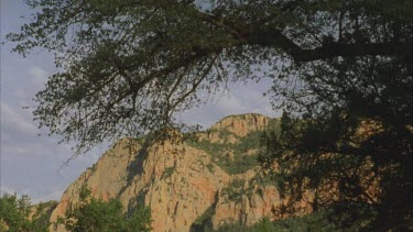 tilt down rock face of Chiricahuan mountains, viewed through branches of a tree
