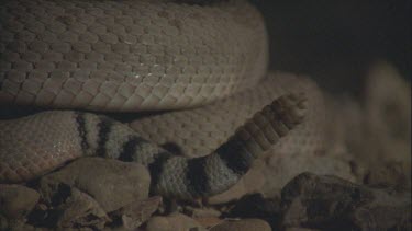 rattle of rattlesnake