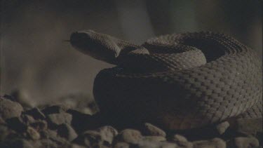 rattlesnake all coiled up, defensive position