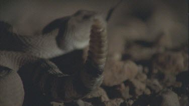 rattle of rattlesnake with head in background, defensive position.