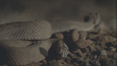 rattle of rattlesnake as snake slithers off