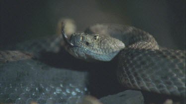 head with flicking tongue, pull focus to tail rattling