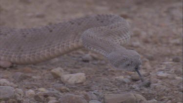 day break, rattlesnake slithering along stony ground