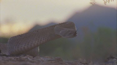 snake with head and body raised, poised to strike