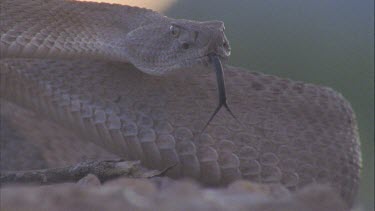 snake with head and body raised, poised to strike