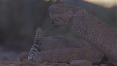 snake poised to attack, sun rise over mountains in background