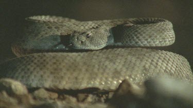 snake poised to strike rat, raises body