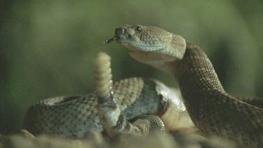 snake strikes at prey