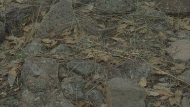 mass of Polyergus ants swarming over ground in search of Formica nest to raid