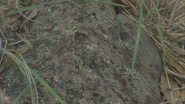 ants swarming over a rock