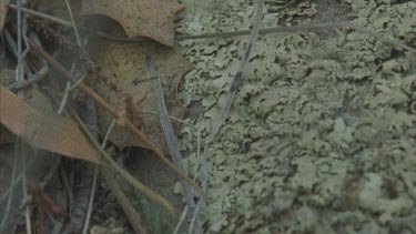 ants swarming over mossy rock