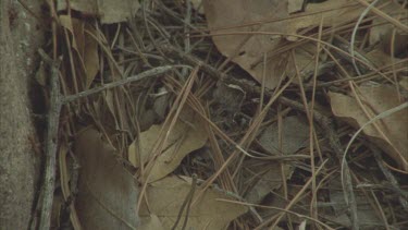 pan over ants swarming over dead leaves