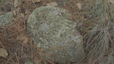 ants swarming over rocks and dead leaves