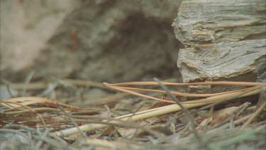 ants swarming over log and dead leaves