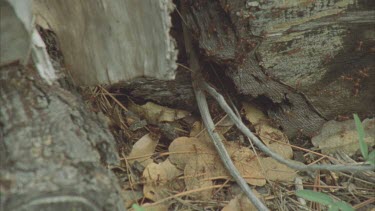 zoom to ants swarming over rocks and dead leaves