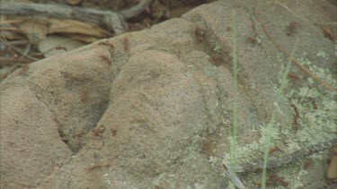 ants carrying Formica pupa back to their nest