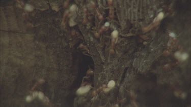 ants carrying Formica pupa back to their nest