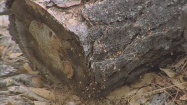 ants carrying Formica pupa back to their nest over log
