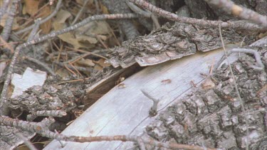 ants carrying Formica pupa over log