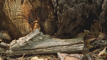 Formica ant nest, fallen log forest landscape