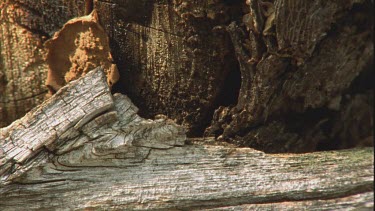 Formica ant nest, fallen log forest landscape