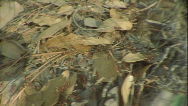 Formica ant nest, fallen log forest landscape