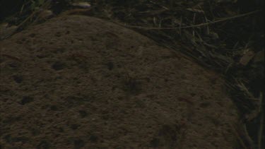 Formica ant nest, fallen log forest landscape