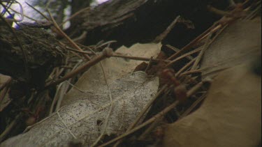 Formica ants attacking Polyergus ants, lots of activity