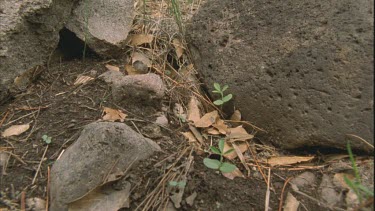 side view Polyergus nest, ants arrive back with enslaved pupa