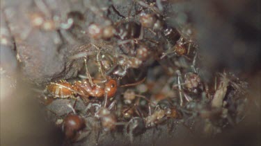 black Formica and red Polyergus ants inside Formica nest together, cohabiting.